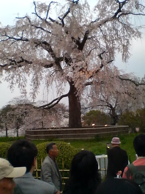 円山公園の桜　２００７年